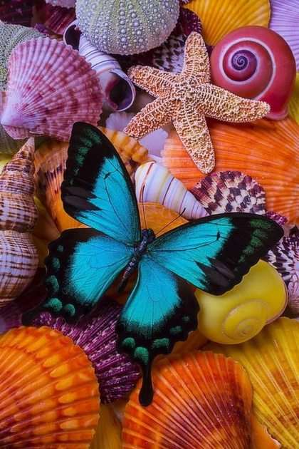 Coquillages et papillon puzzle online ze zdjęcia