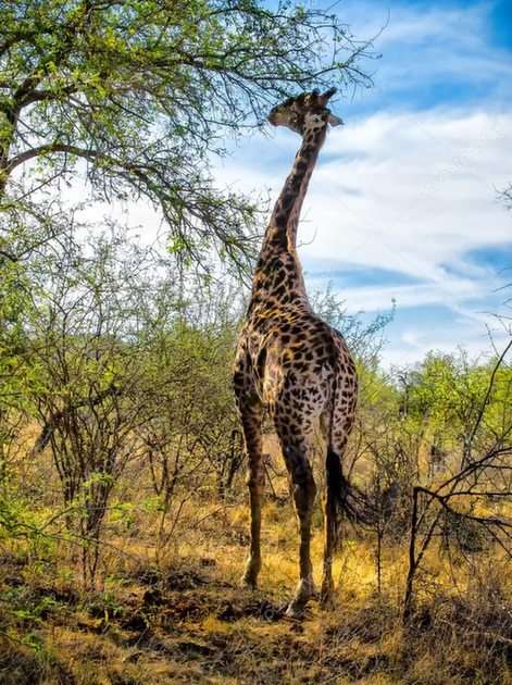 Żyrafa puzzle online ze zdjęcia
