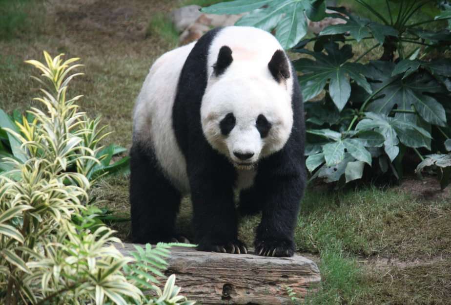 Panda puzzle online ze zdjęcia