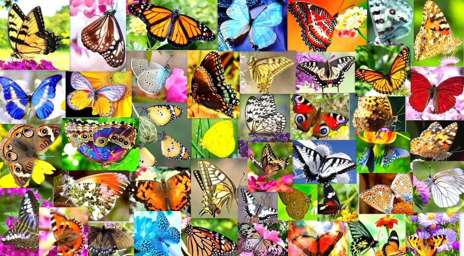 kolorowe motyle puzzle online