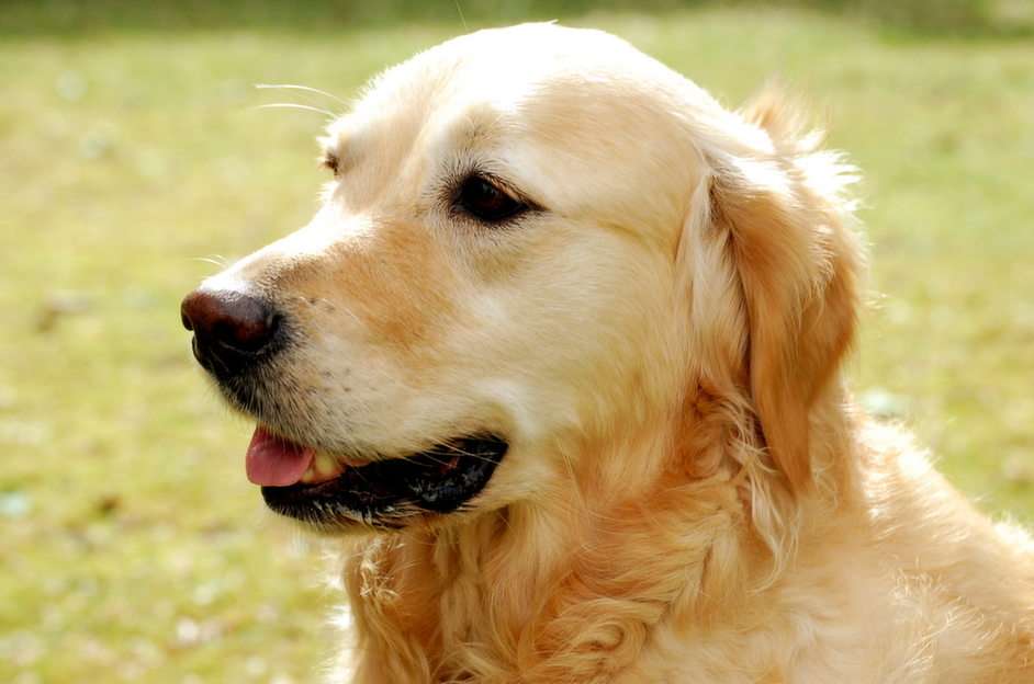 en hund der er sød puzzle online ze zdjęcia