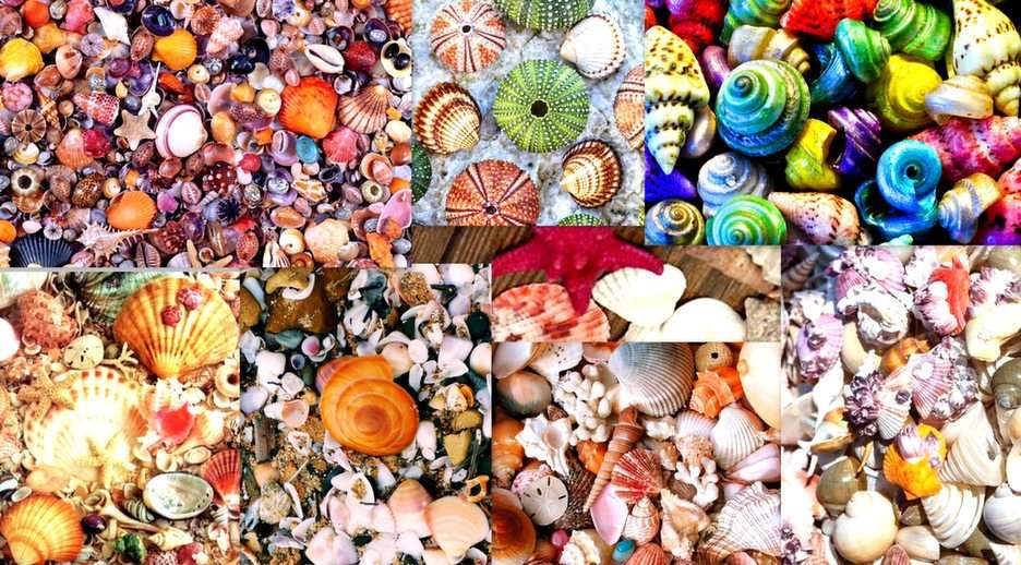 kolorowe muszelki puzzle online ze zdjęcia