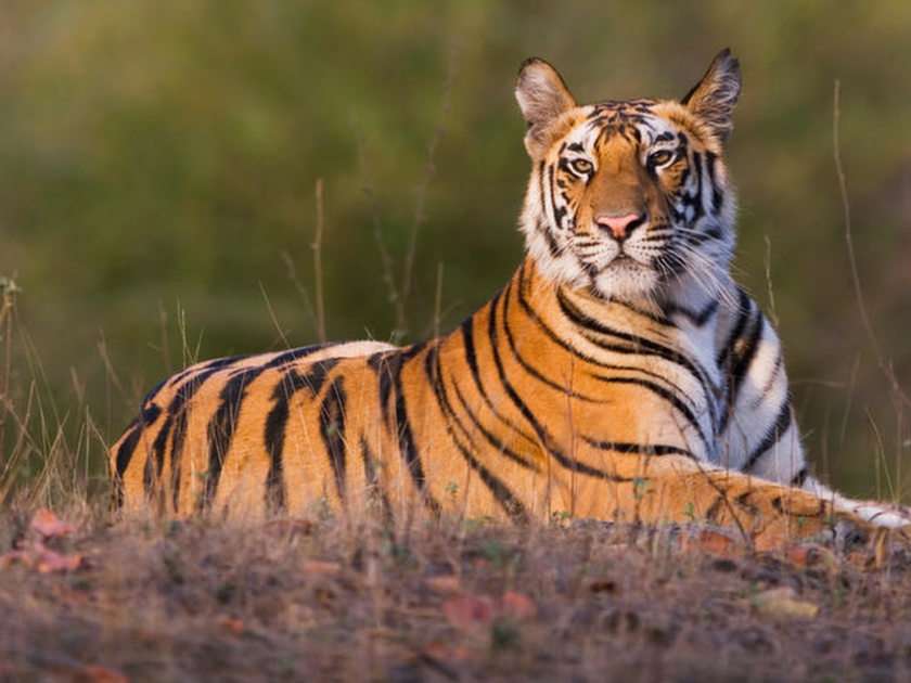 Tygrys puzzle online ze zdjęcia