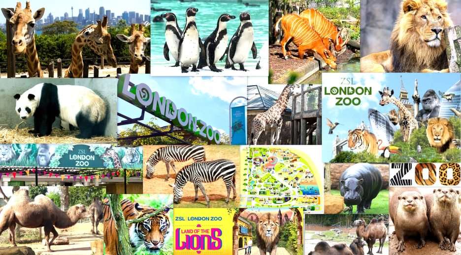londyńskie zoo puzzle online