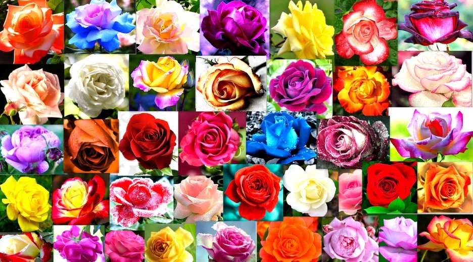 kolorowe róże puzzle online ze zdjęcia