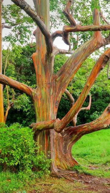 Kolorowe drzewo eukaliptusowe. puzzle online