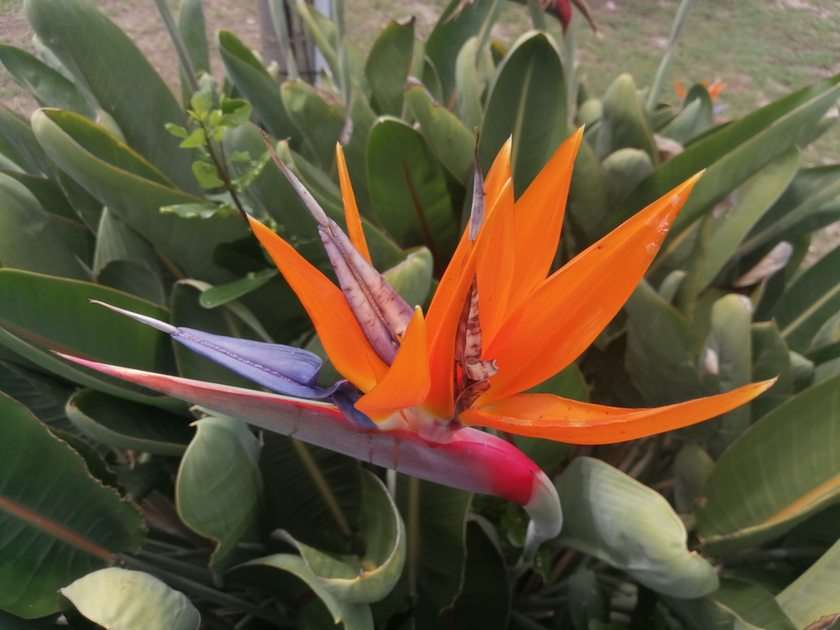 Kwiat puzzle online ze zdjęcia