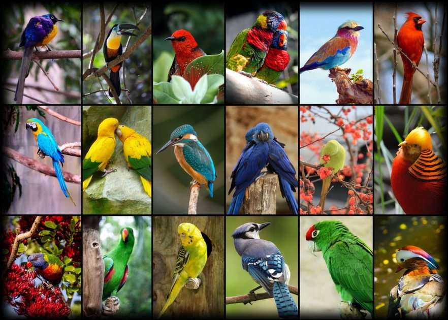 Ptaki cd puzzle ze zdjęcia