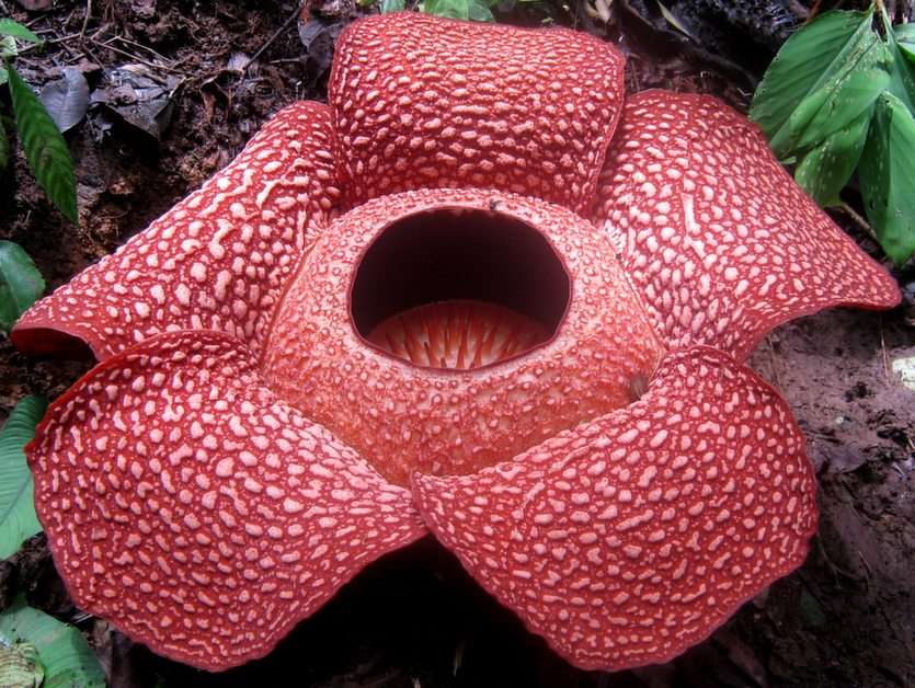 Rafflesia puzzle online ze zdjęcia
