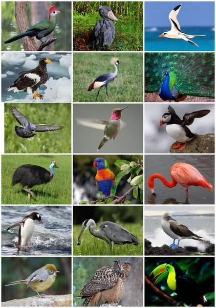 Ptaki puzzle online ze zdjęcia