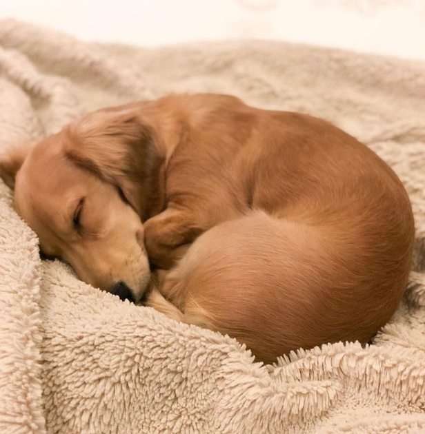 Śpiący Pies puzzle online ze zdjęcia