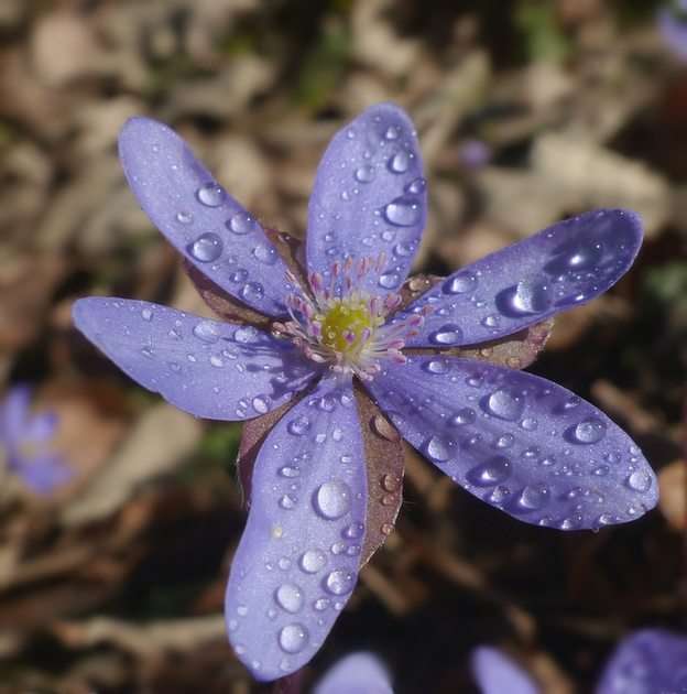 Kwiatek puzzle online ze zdjęcia