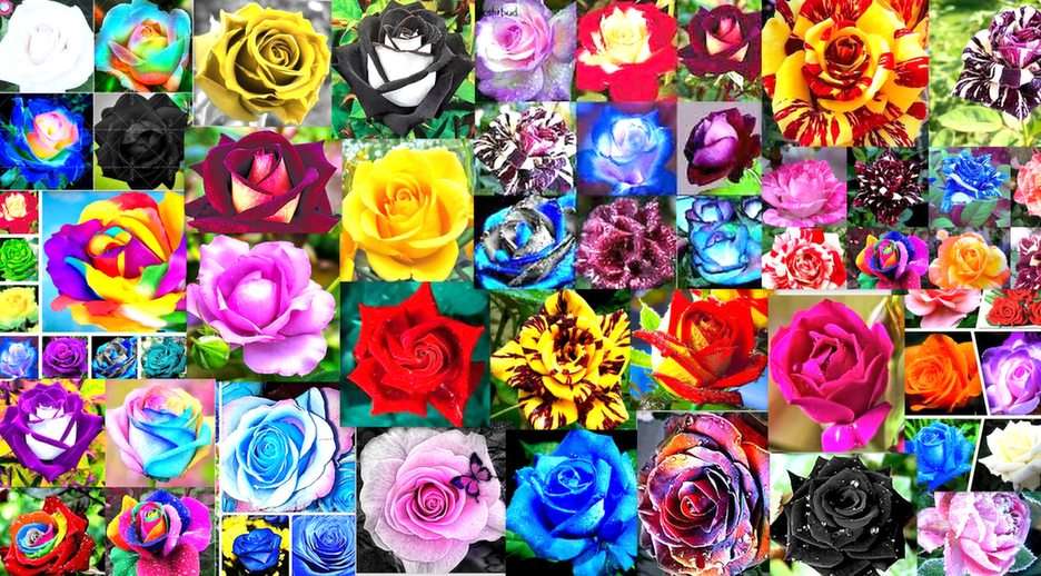 kolorowe róże puzzle online ze zdjęcia