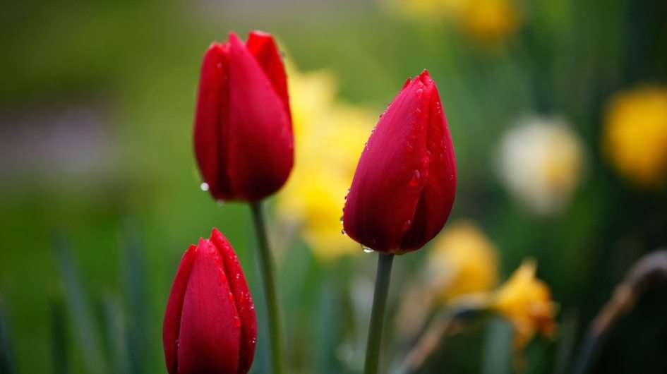 Czerwone tulipany puzzle online ze zdjęcia