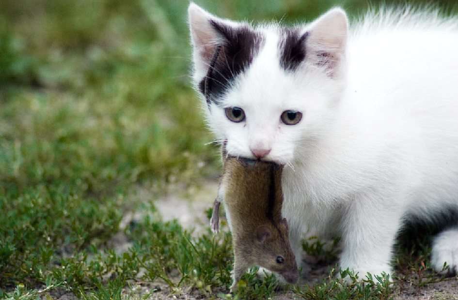 Kot z myszą. puzzle online ze zdjęcia