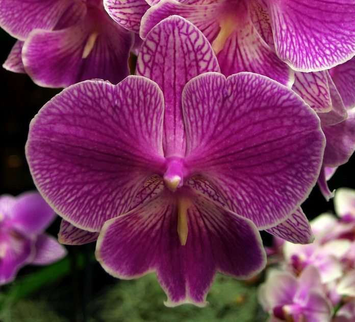 Showbench Phalaenopsis puzzle online ze zdjęcia