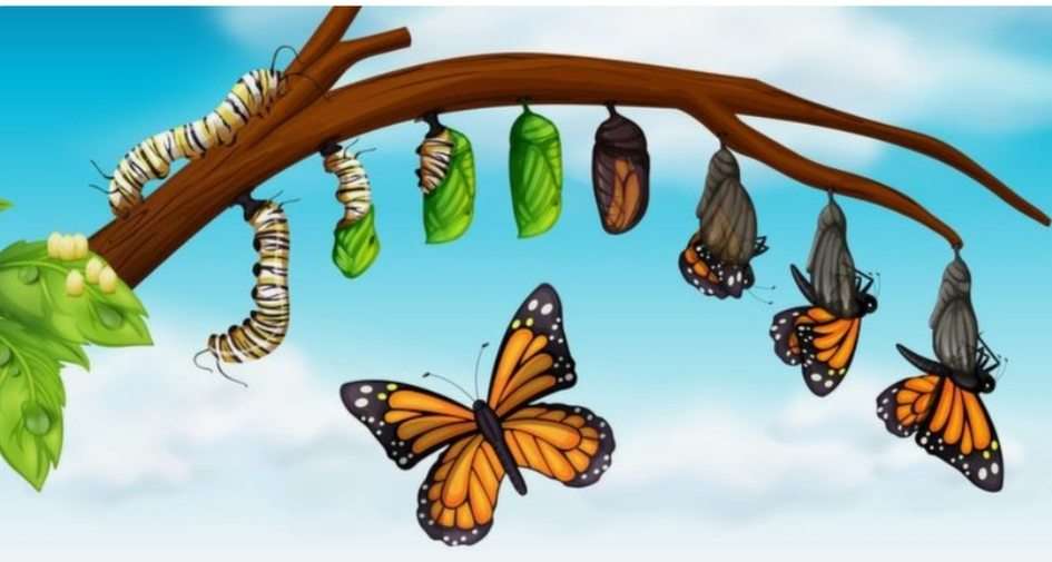 Cykl życia motyla puzzle online ze zdjęcia
