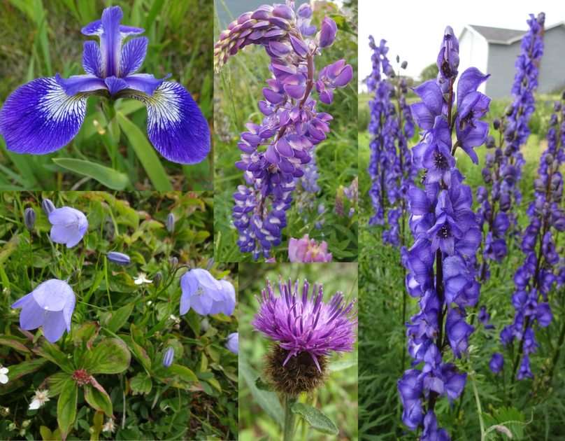 Polne kwiaty nowofundlandzkie - niebieskie puzzle online