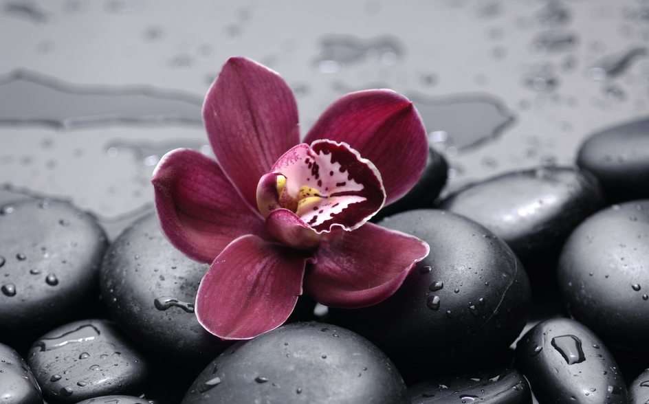 orchidea puzzle online ze zdjęcia
