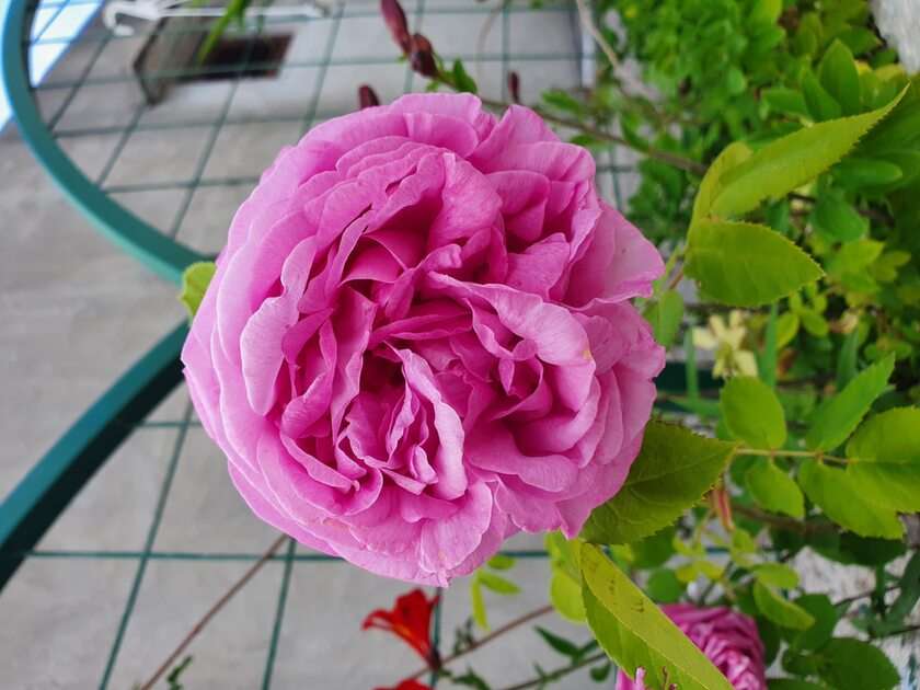 Róża puzzle online ze zdjęcia