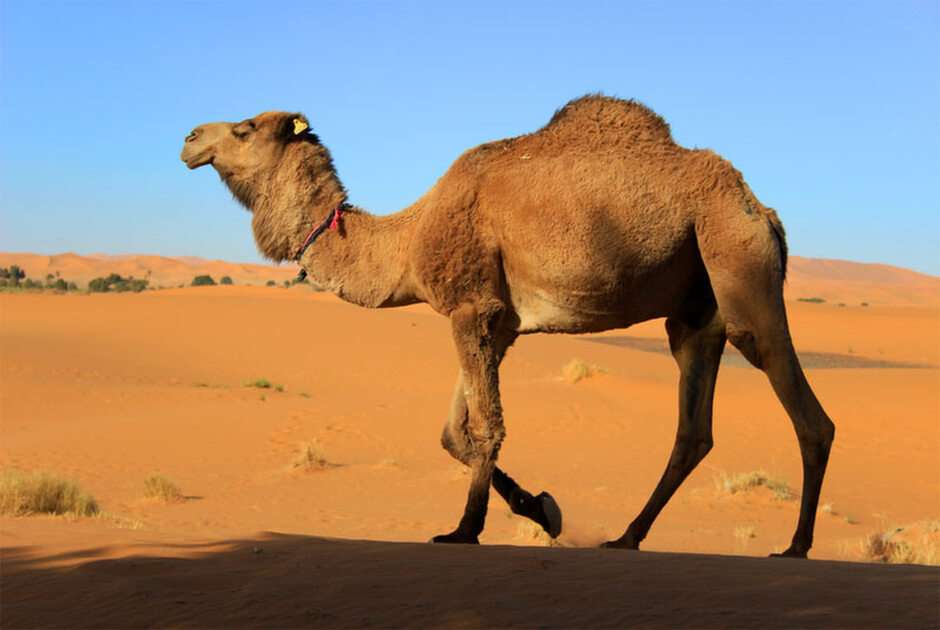 Camelo puzzle online