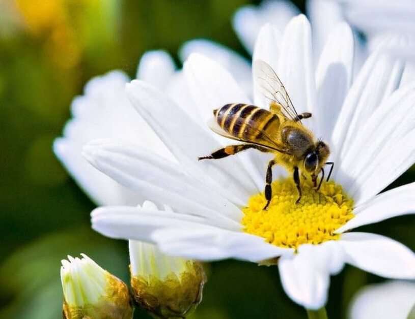 pszczoła puzzle online