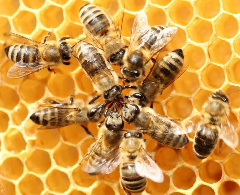 pszczoły puzzle online ze zdjęcia