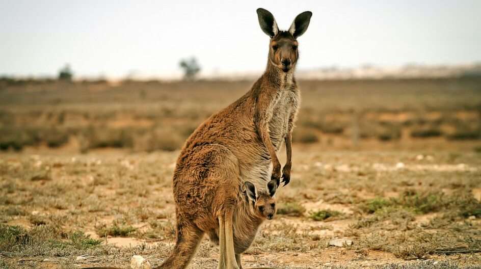 kangaro puzzle ze zdjęcia