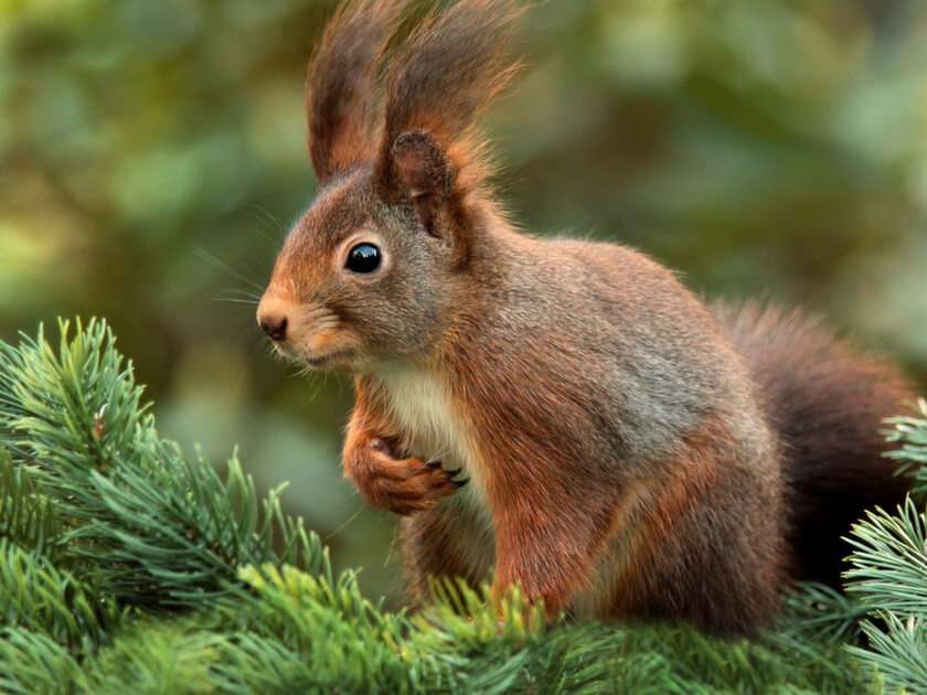 Eichhörnchen puzzle online ze zdjęcia