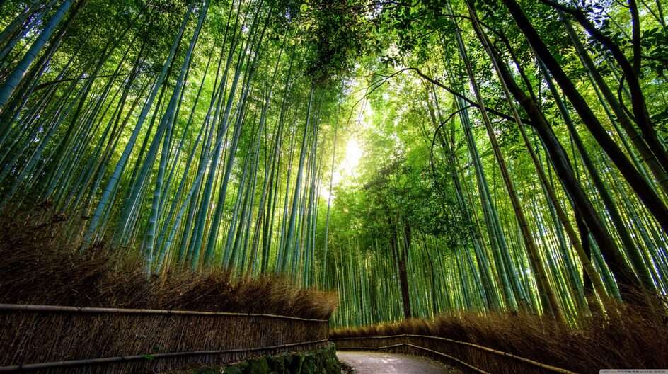 Bambus puzzle online ze zdjęcia