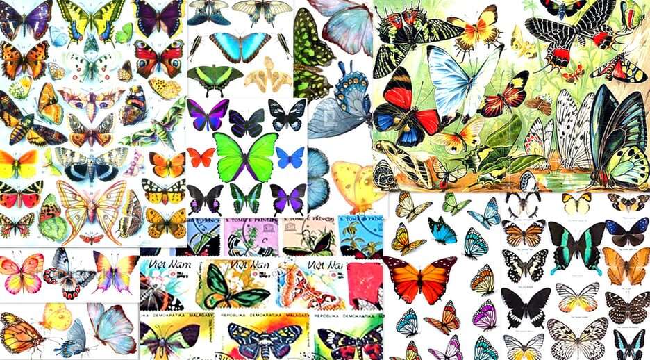kolorowe motyle puzzle online ze zdjęcia
