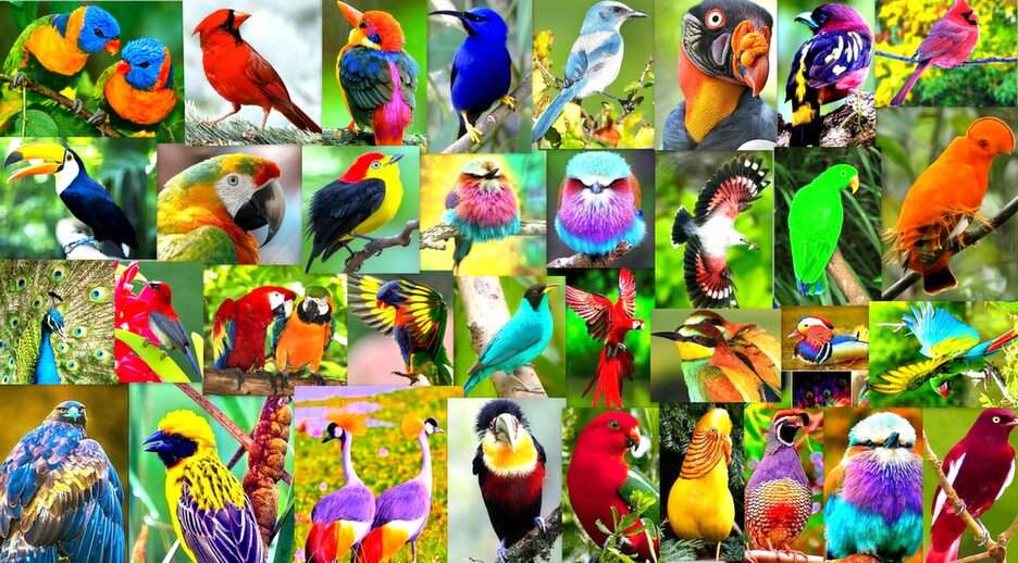 kolorowe ptaki puzzle online ze zdjęcia