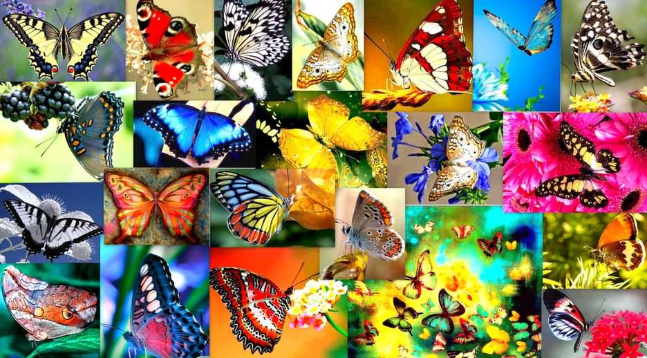 kolorowe motyle puzzle online ze zdjęcia