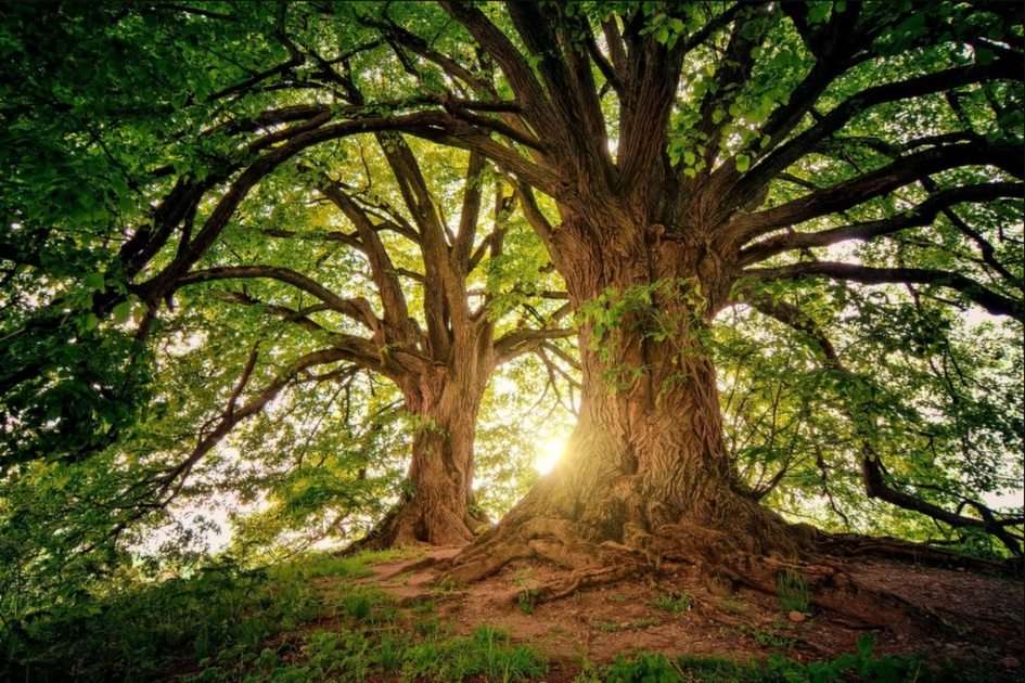 Drzewo wiary puzzle online