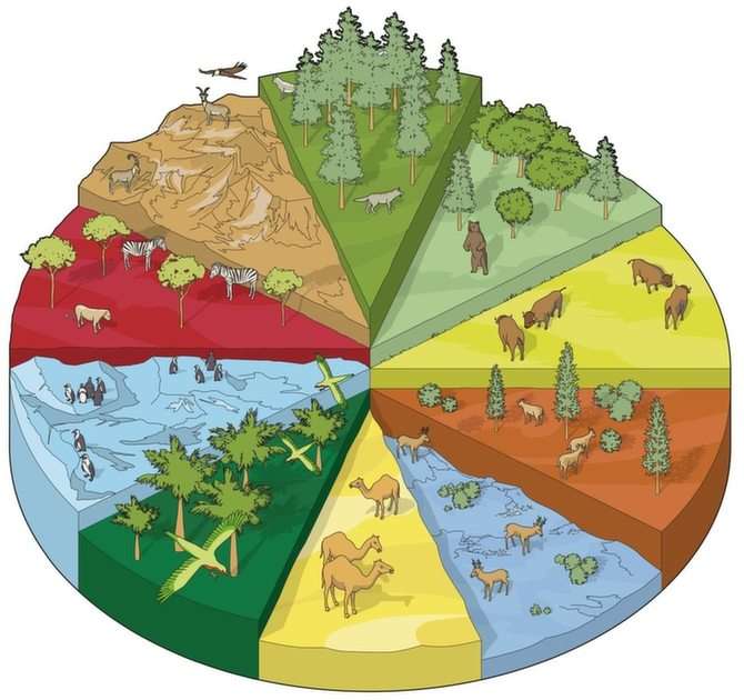Biomy i ekosystemy puzzle online