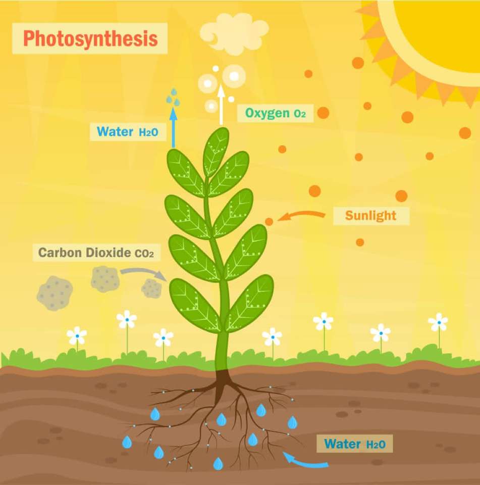 Photosynthesis puzzle online
