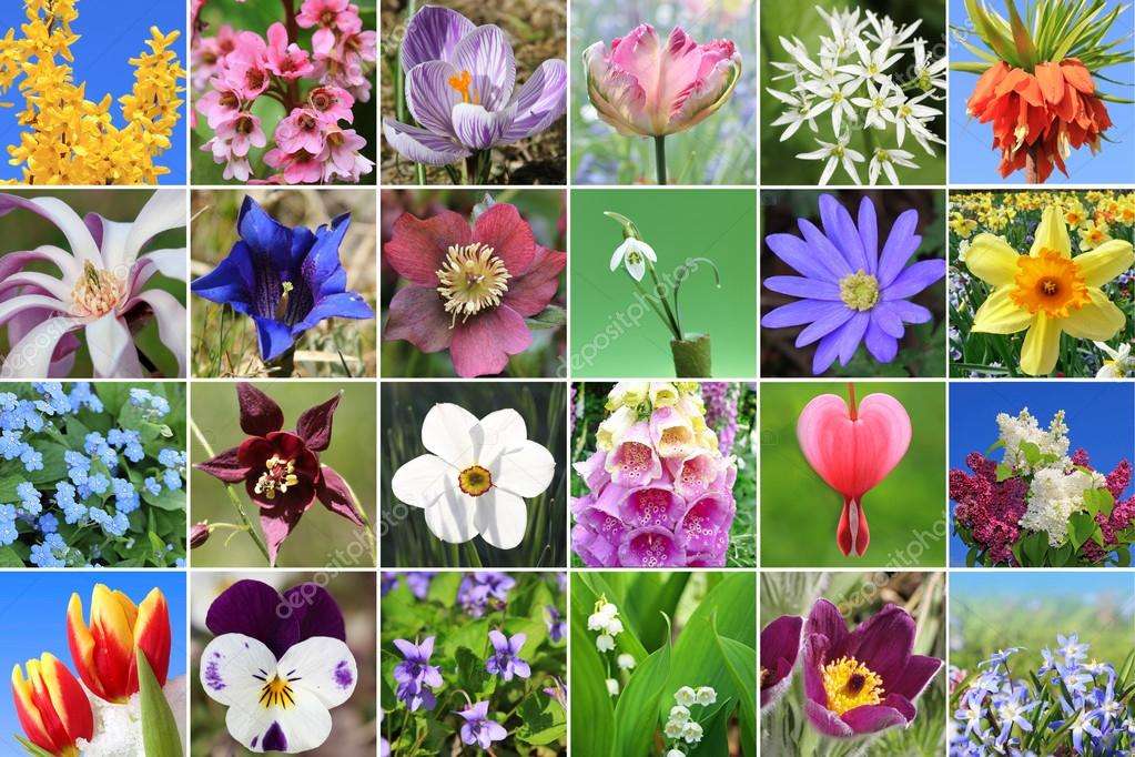 Kolaż Kwiatki puzzle online ze zdjęcia