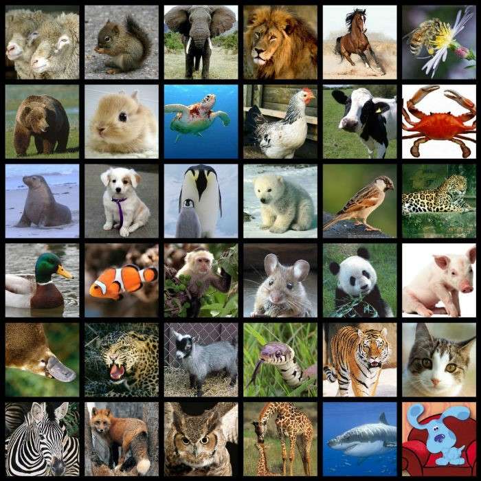Collage zwierzakowy puzzle online ze zdjęcia