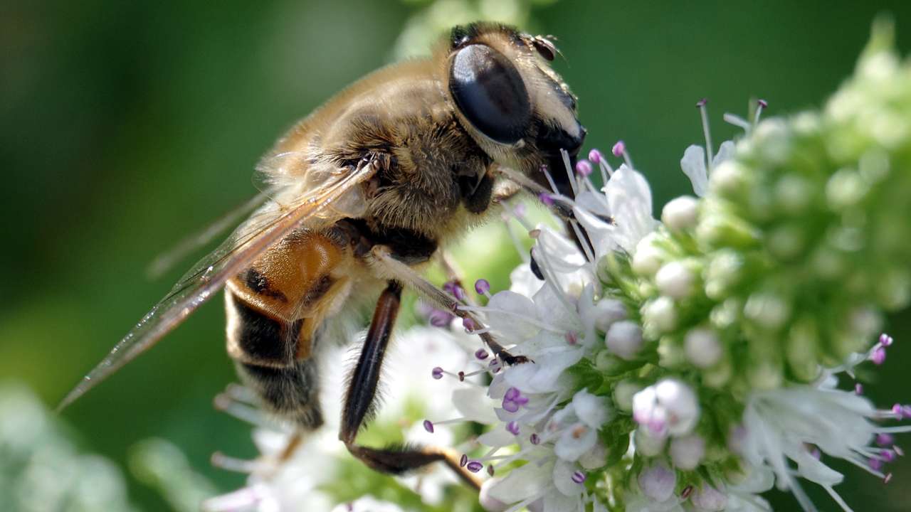 Pszczoła zdjęcia przyrody puzzle online