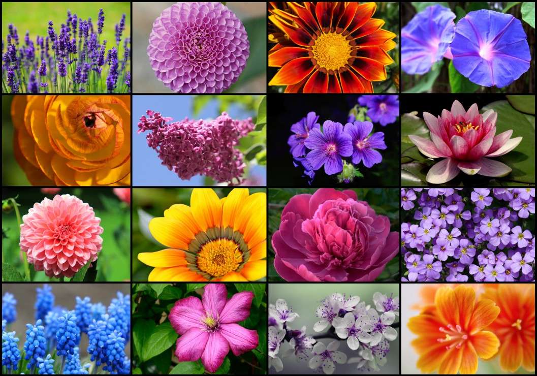 Kwiaty collage puzzle online ze zdjęcia