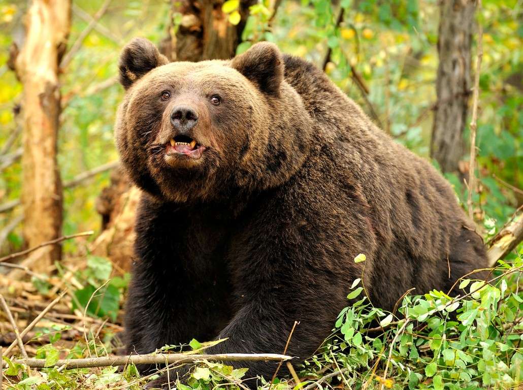 brązowy niedźwiedź puzzle online ze zdjęcia