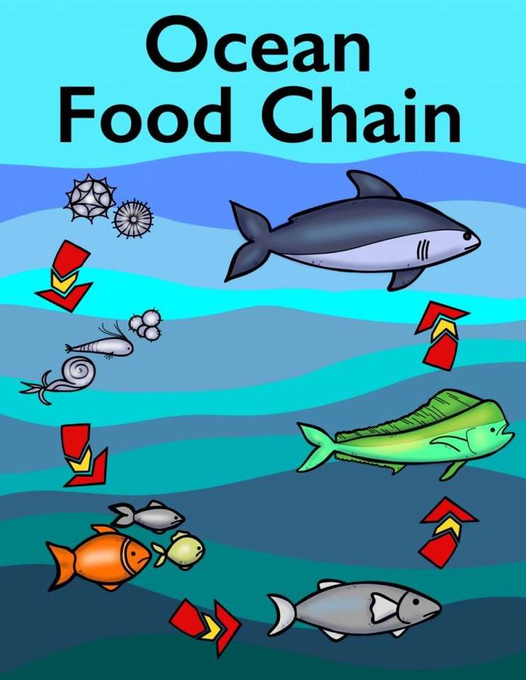 Oceaniczny łańcuch pokarmowy puzzle online