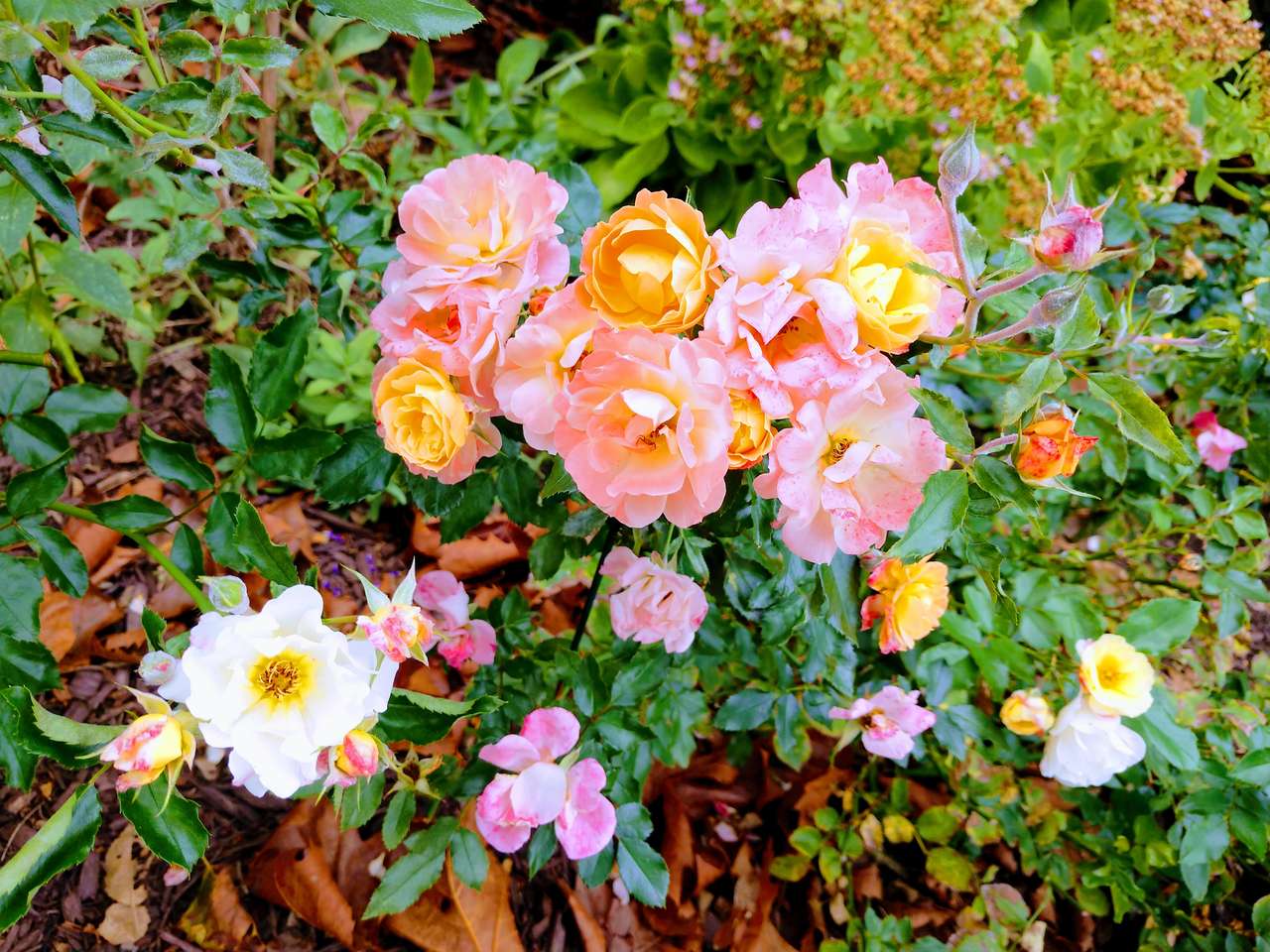 kwiaty róży puzzle online