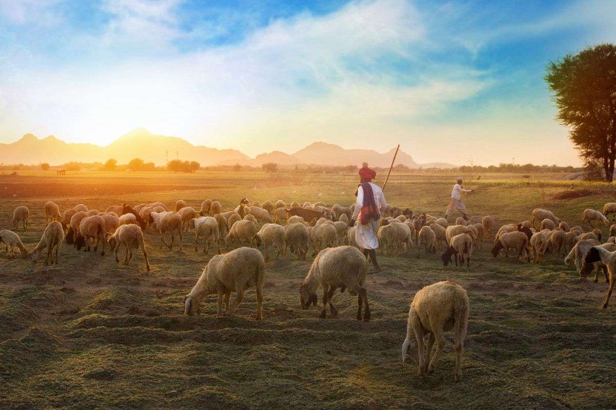 Znalezienie zagubionej owcy, ponieważ Jezus jest fajny puzzle online ze zdjęcia
