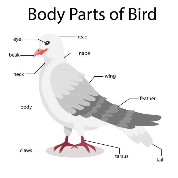 część ptaków puzzle online ze zdjęcia