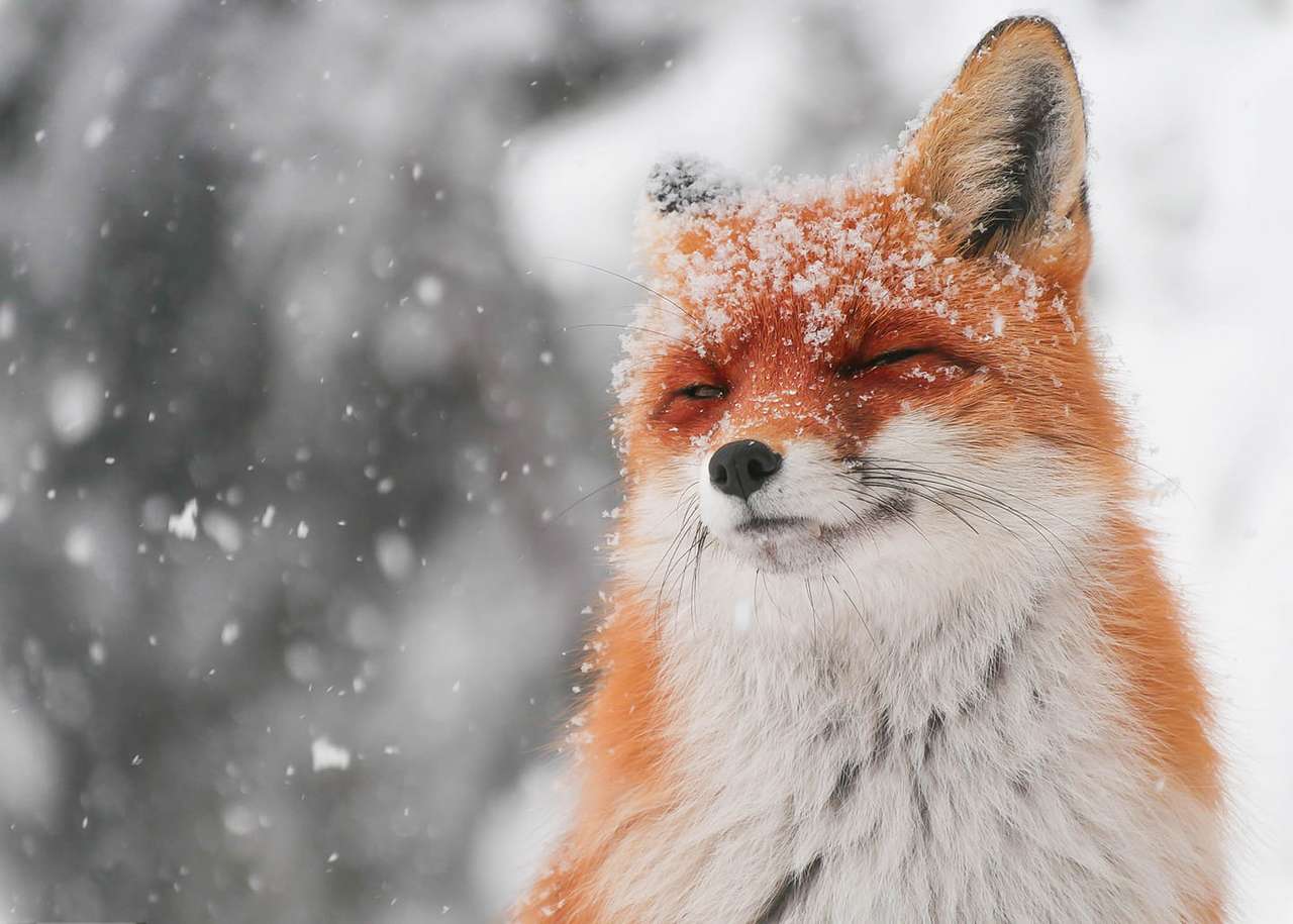 Winter Fox puzzle