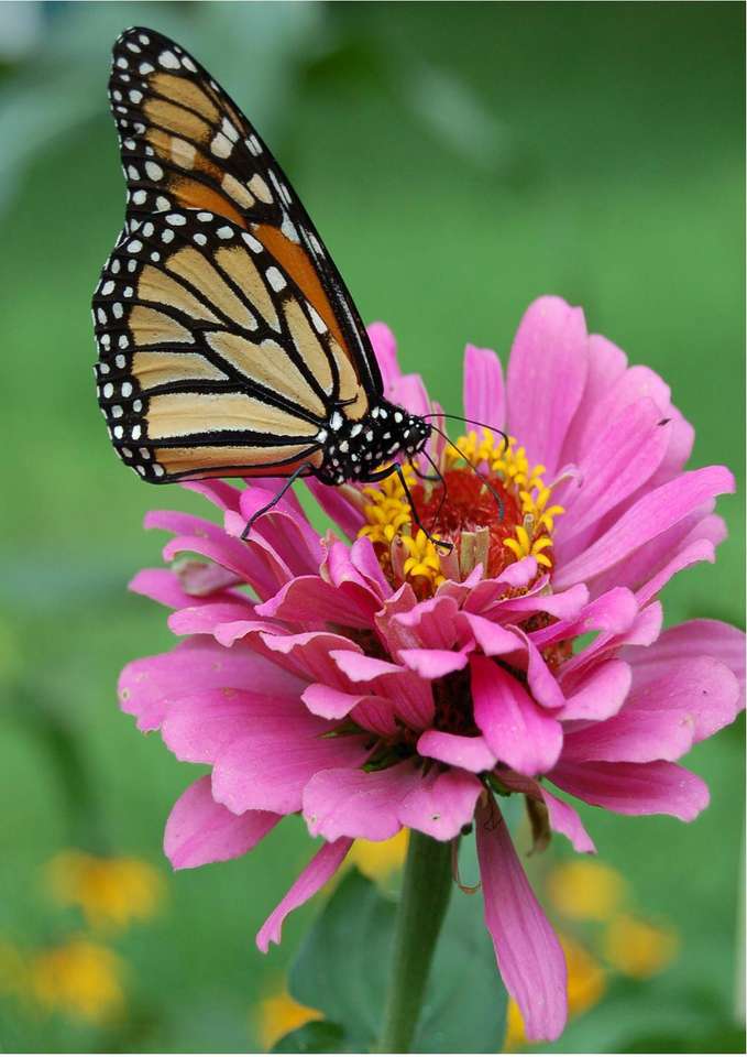 motyl na kwiatku puzzle ze zdjęcia