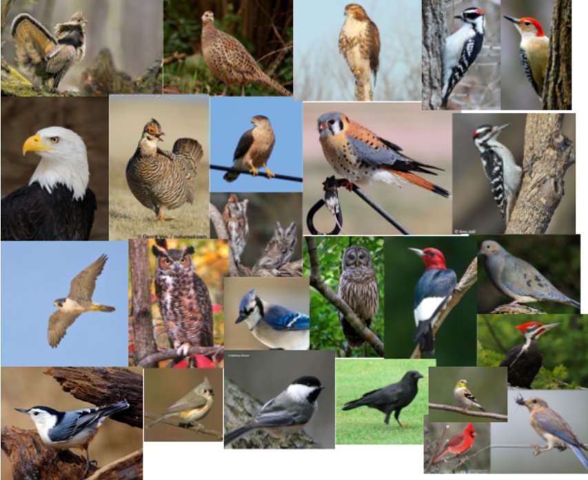 Puzzle z identyfikacją ptaków puzzle online ze zdjęcia