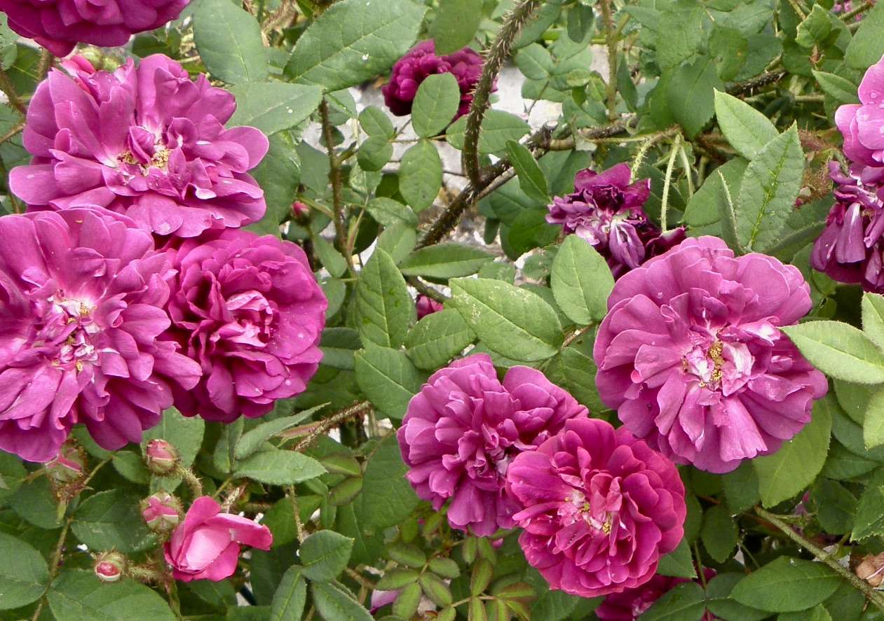Fioletowe róże puzzle online ze zdjęcia