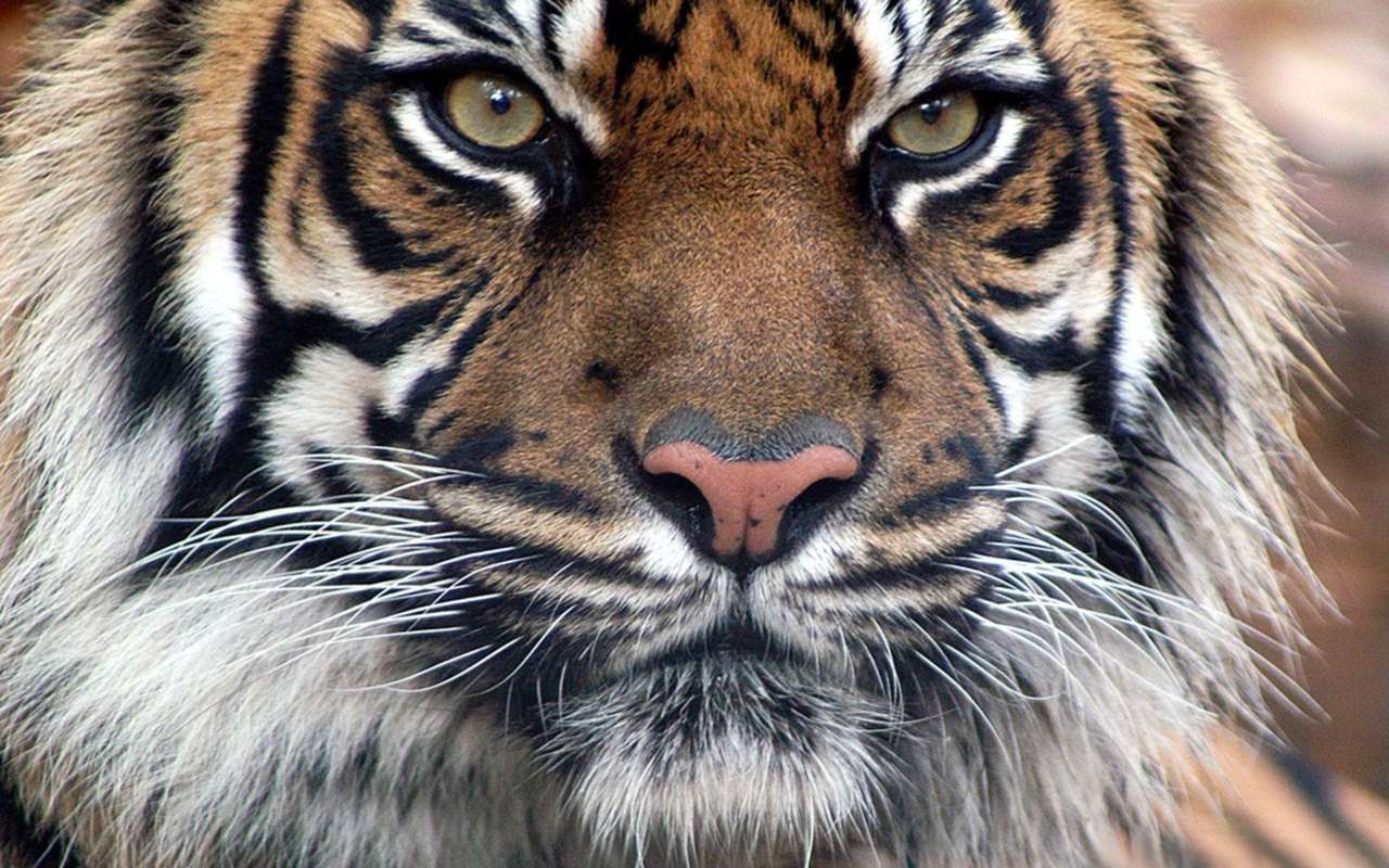 Tygrys z dżungli puzzle online ze zdjęcia